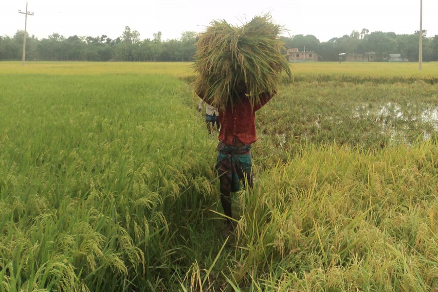 Farmers returning home with newly-harvested Boro paddy in Naogaon Sadar on Monday — FE Photo