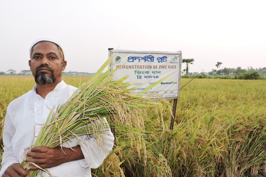 A BRRI-74 paddy grower of Angardoha village under Magura Sadar showing his hard-earned produce on Wednesday — FE Photo