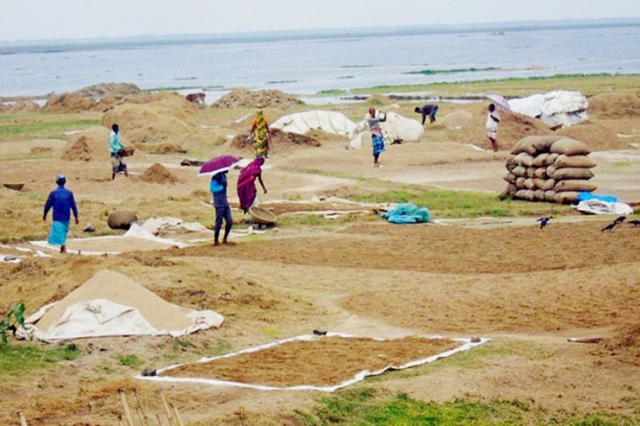 Labourers drying newly-harvested paddy on the bank of a waterbody in Sunamganj on Sunday — FE Photo
