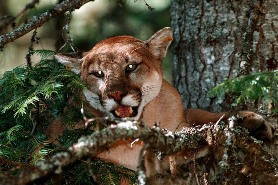 Mountain lions are also known as Cougars. AP photo