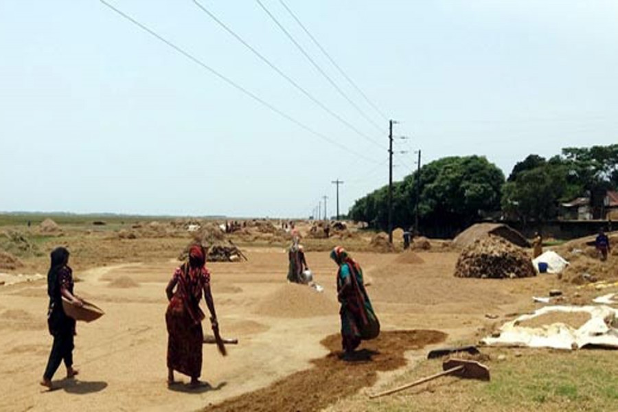 Workers drying the newly-harvested Boro paddy on the premises of a rice mill in Sylhet on Thursday — FE Photo