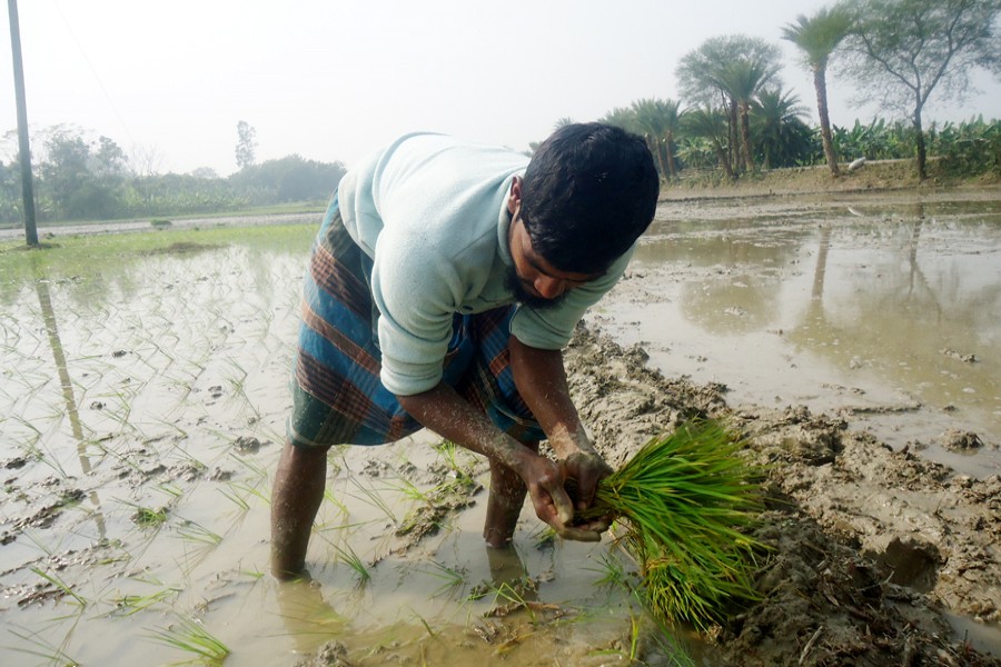 A farmer planting Aus seedlings on a piece of land in Jagla village under Magura Sadar on Sunday — FE Photo