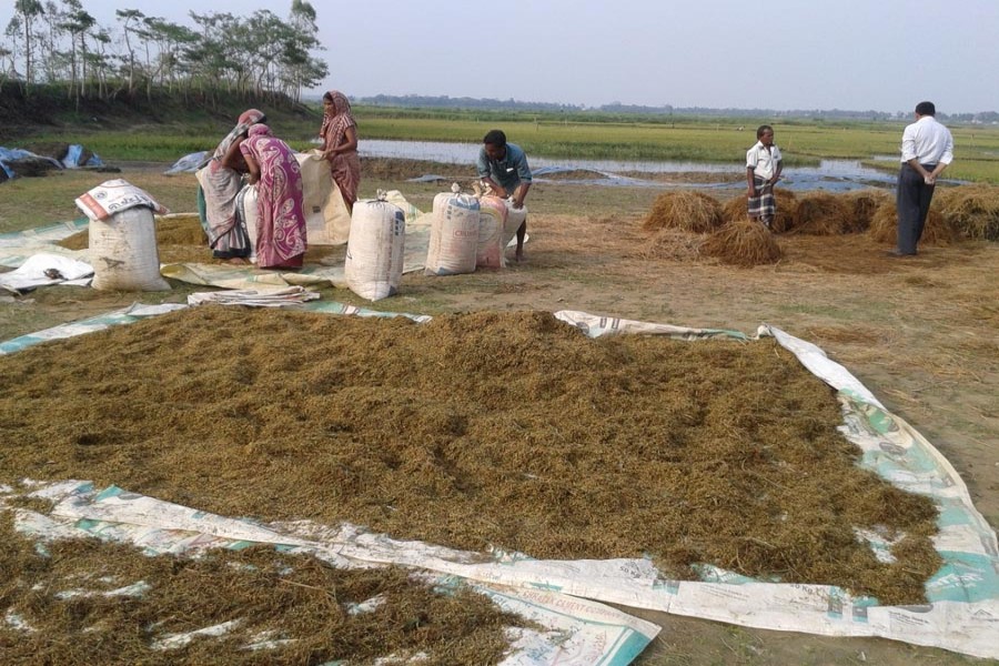 Labourers filling sacks with the newly-harvested Boro paddy for sale in the local market on Saturday — FE Photo