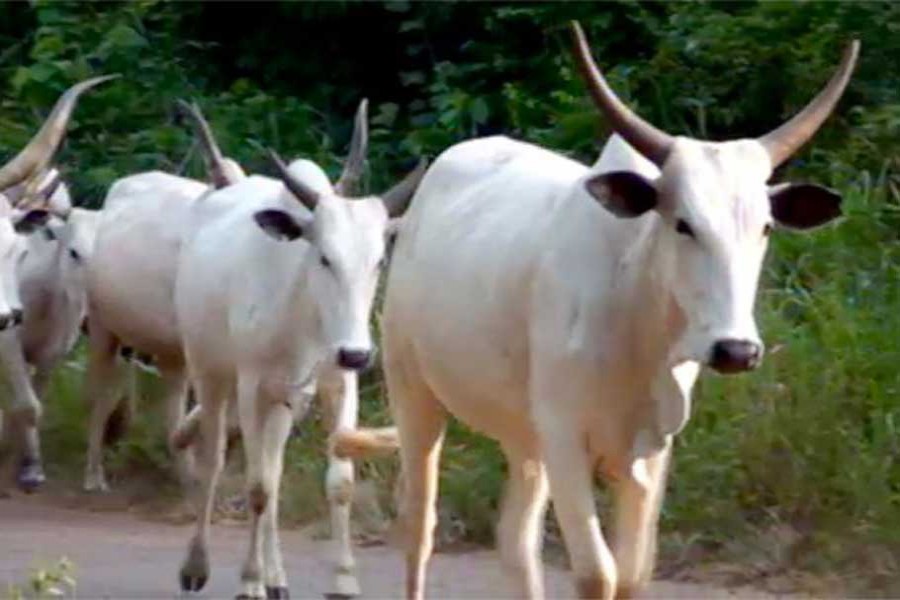 Dozens of people have died in clashes between vigilantes and cattle rustlers in Nigeria's Zamfara state in recent months