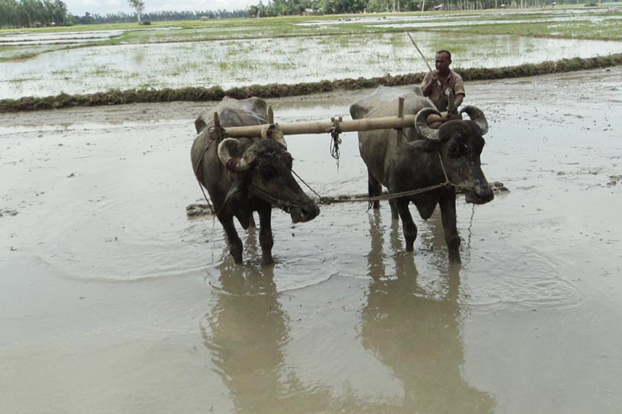A farmer preparing a piece of land for Aus cultivation in Shingjani village under Nandigram upazila of Bogura on Wednesday — FE photo