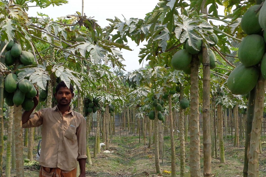 Nur Alam taking care of his papaya orchard in Balapara village of Haridevpur union under Rangpur Sadar on Sunday — FE Photo