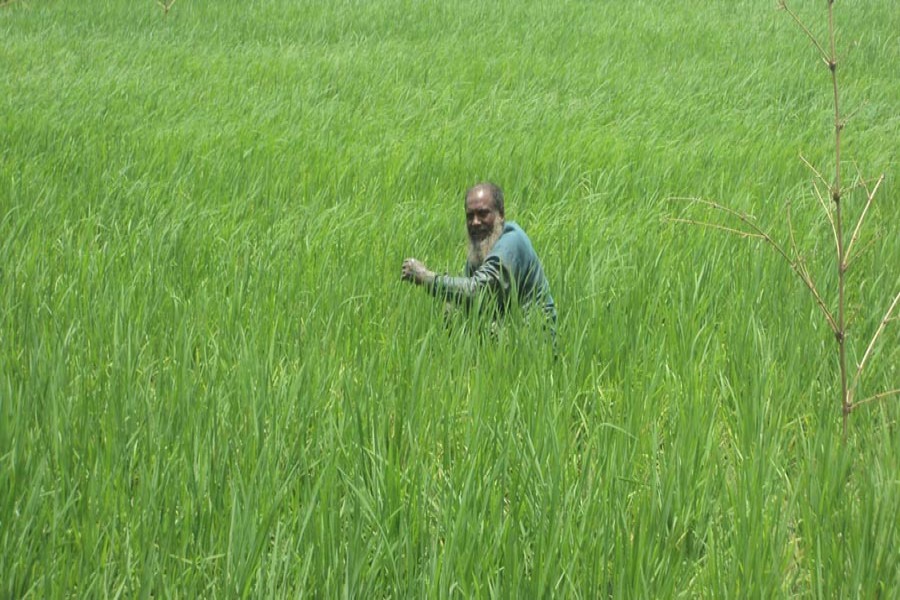 An aged farmer weeding a Parija paddy field in Shadhubari village under Sherpur upazila of Bogura on Saturday — FE Photo
