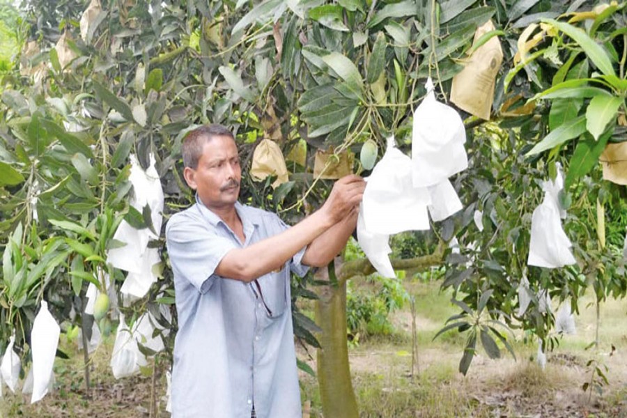 A grower applying the fruit-bagging method to his mango orchard in Bojaypur village under Lalpur upazila of Naogaon on Monday — FE Photo