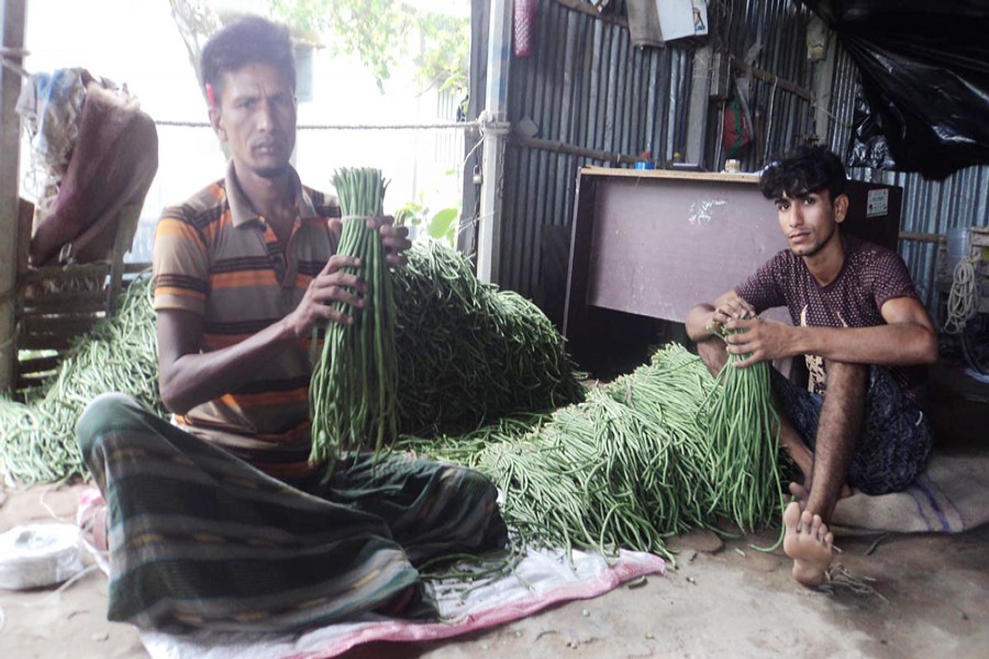 A couple of peasants in Vasila village under Khetlal upazila of Joypurhat sorting snake bean for sale in the market on Tuesday — FE Photo