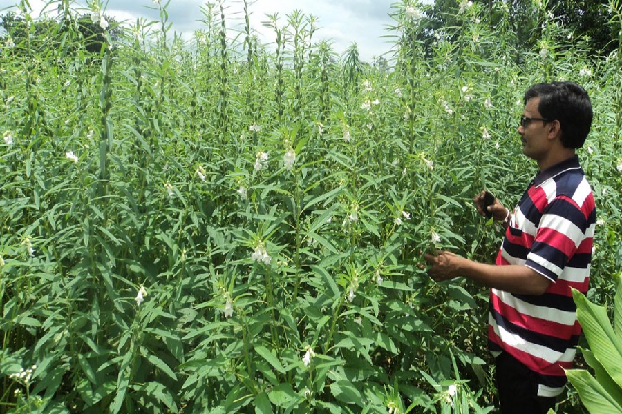 A farmer taking care of a sesame field in Sherpur upazila of Bogura on Wednesday — FE Photo