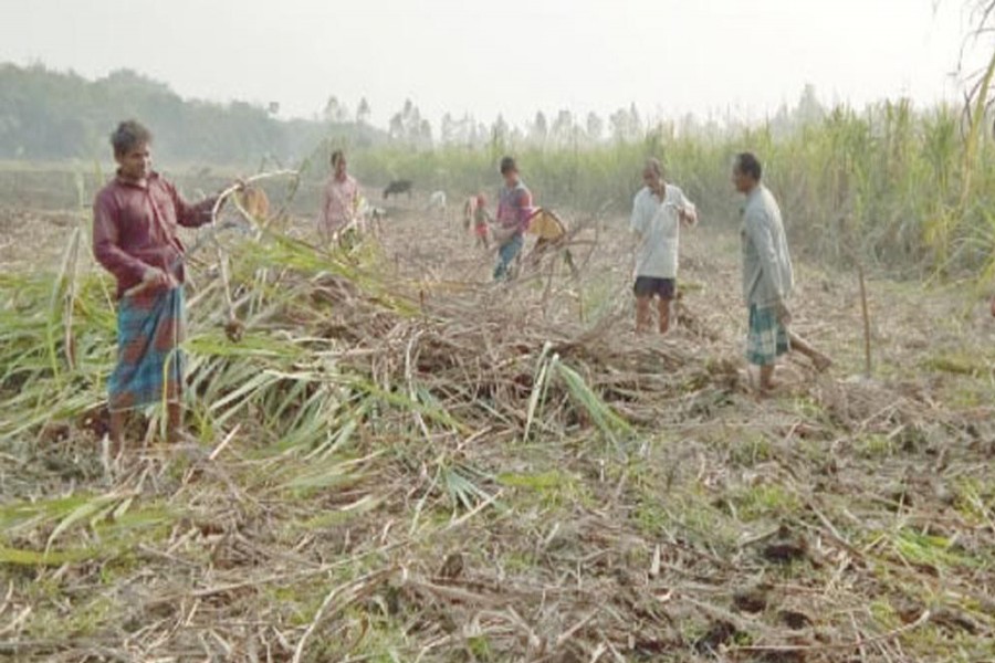 PABNA: Farmers removing damaged sugarcane in a pensive mood from a crop field in the sugar mill zone area in Pabna district recently — FE Photo