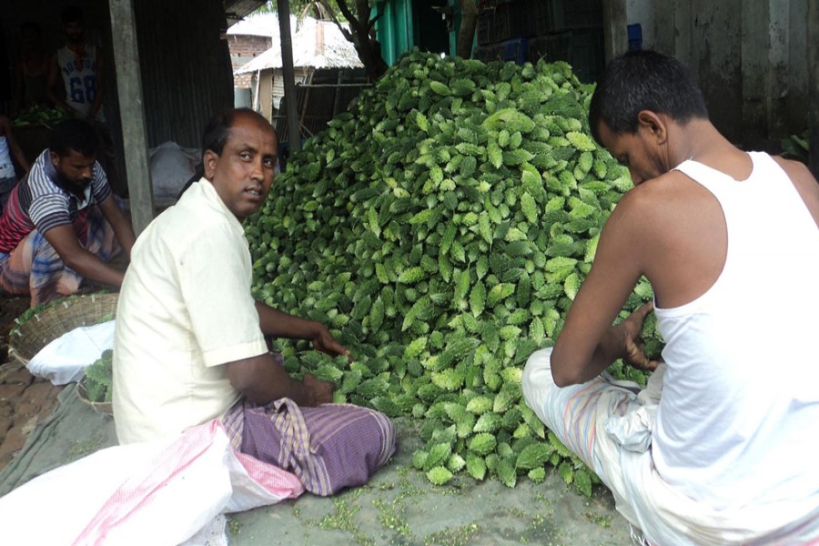 BOGURA: Farmers processing bitter gourd in a happy mood due to its good market price in Sherpur upazila of Bogura — FE Photo