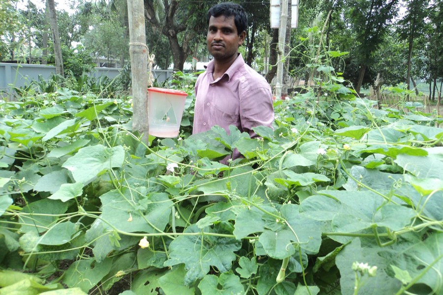 BOGURA: A farmer setting up a pheromone trap at his cropland to protect his vegetables from the attack of pests in Dupchanchia upazila of Bogura district — FE Photo