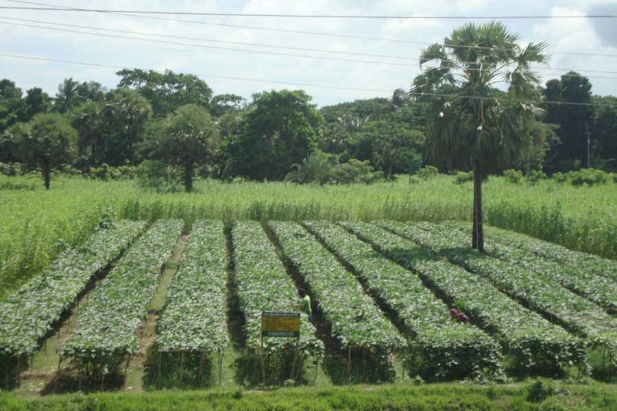 GOPALGANJ: A view of teasel gourd field at Kutibari of Suktail union under Sadar Upazila in Gopalganj on Sunday — FE Photo