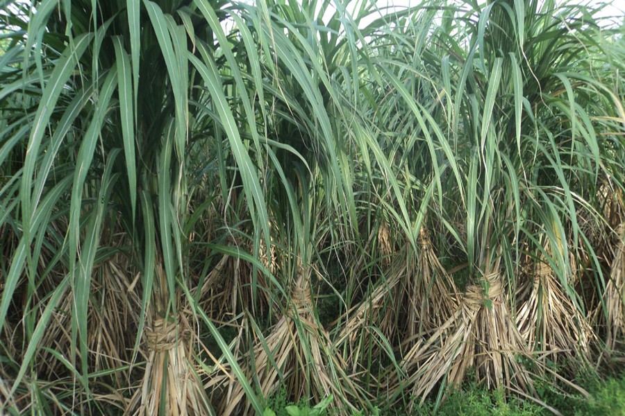 A partial view of a sugarcane field in Bogura — FE Photo