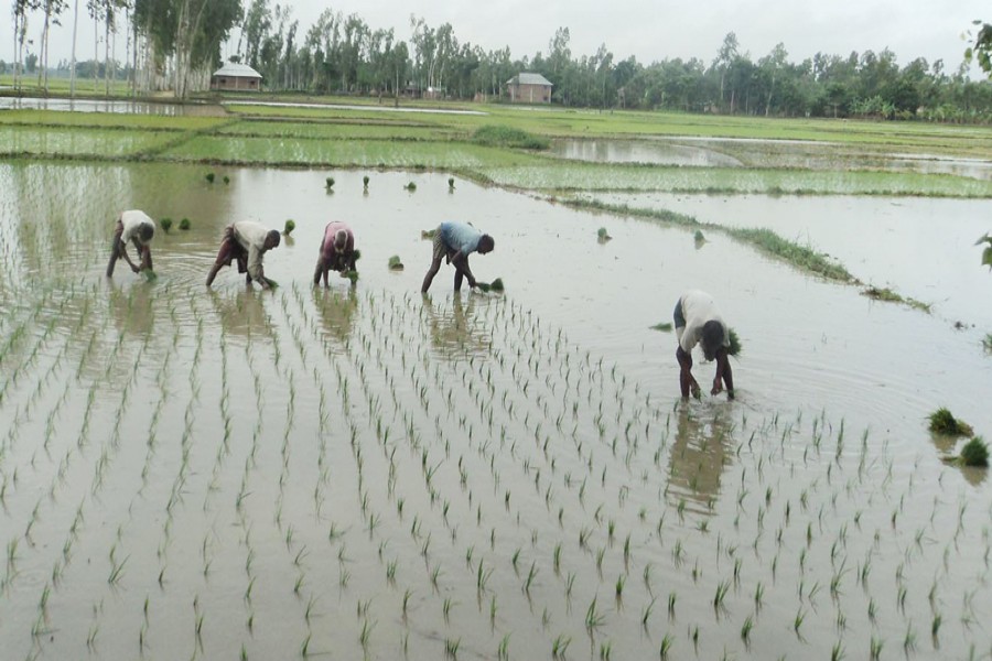 Farmers planting T-Aman seedlings on a land in Adhair union under Badolgachhi upazila of Naogaon on Monday — FE Photo