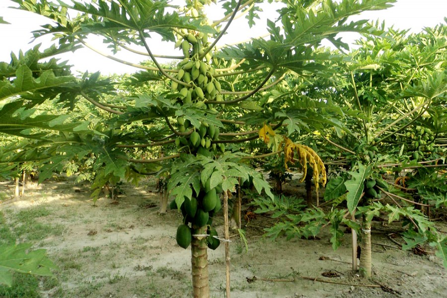 A view of a papaya field in Akkelpur upazila of Joypurhat — FE Photo