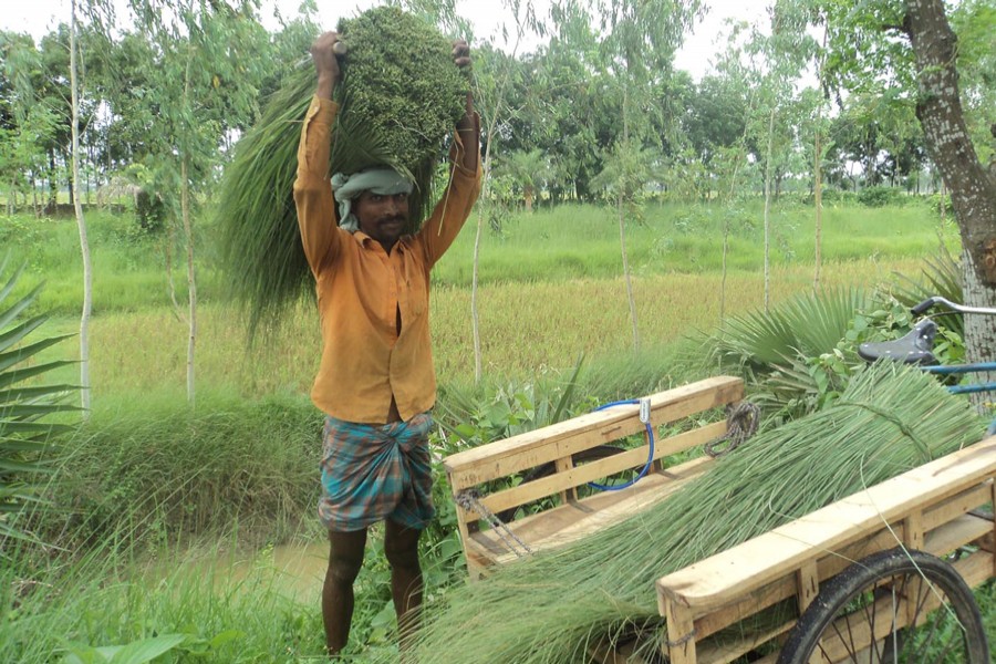 A broom maker returning home after collecting raw materials from the Nagore riverbed in Kharia Nishindara village under Kahaloo upazila of Bogura on Sunday — FE Photo