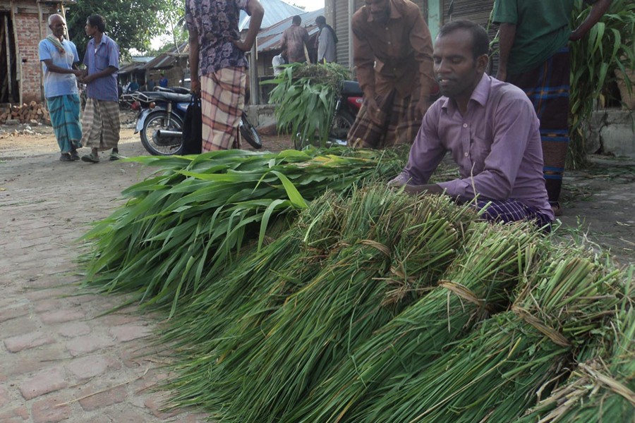A grass seller waiting for customers at Digdair Bazar under Joypurhat Sadar on Tuesday — FE Photo