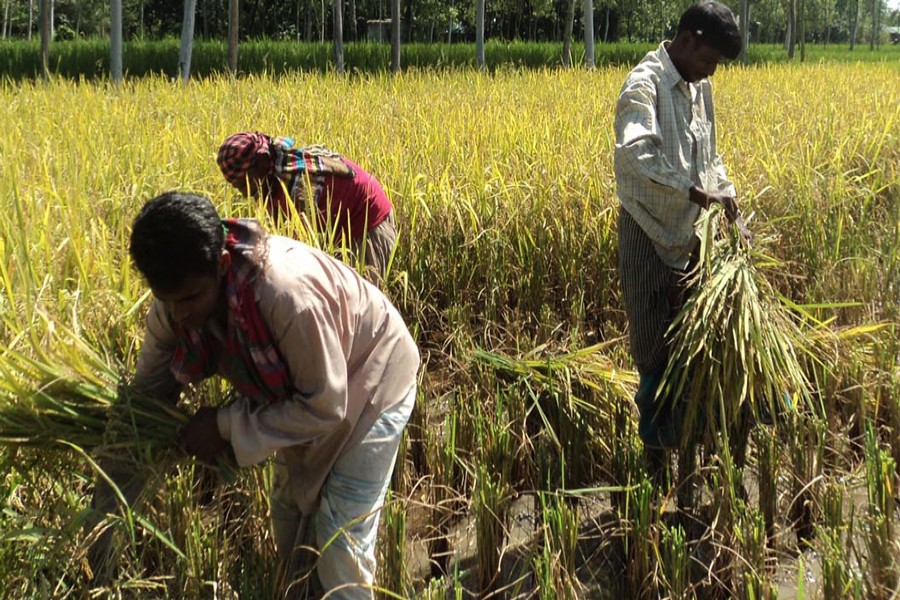 A group of farmers harvesting Aus paddy in Joypurhat. The photograph was snapped on Wednesday — FE Photo
