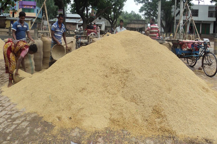 Labourers filling sacks with Boro paddy at a wholesale market on Sunday before transportation to different districts across the country — FE Photo