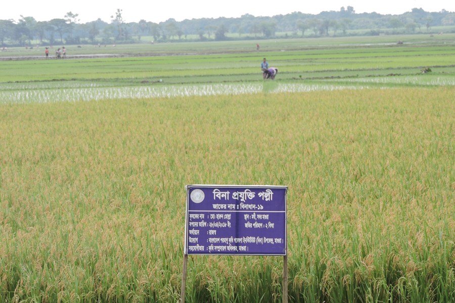 A view of a BINA Dhan-19 paddy field in Moghi village under Magura Sadar — FE Photo