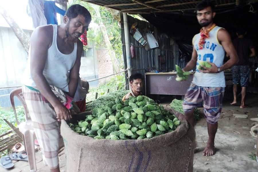 Labourers filling a sack with bitter gourd at a wholesale market in Borotara village under Khetlal upazila of Joypurhat on Sunday before transportation to different areas across the country — FE Photo