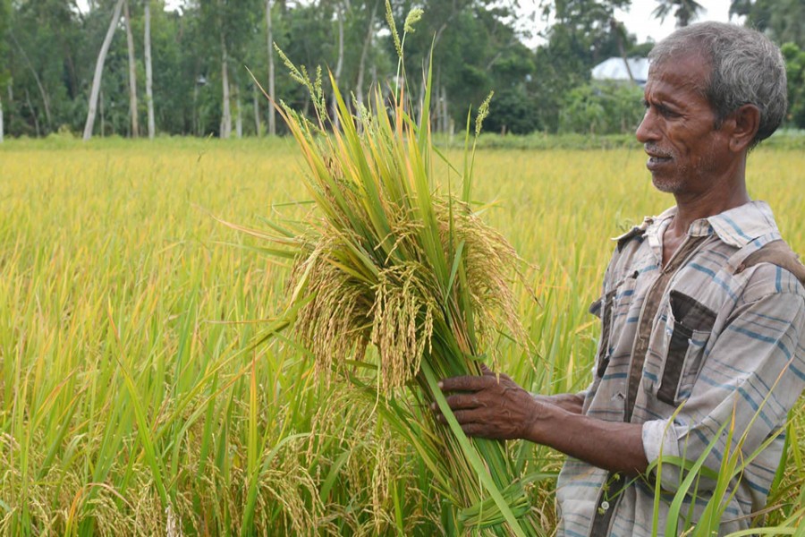 An elderly farmer harvesting Aus paddy in Arkatia village under Dhunot upazila of Bogura on Monday — FE Photo