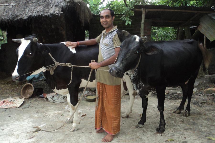 A farmer taking care of his cattle head in Paul Para village under Dupchanchia municipal area of Bogura on Saturday — FE Photo