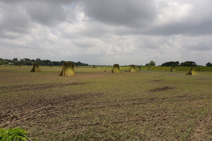 Farmers piling up newly-harvested jute plants under the open sky in Jalalabad union under Gopalganj Sadar on Sunday — FE Photo