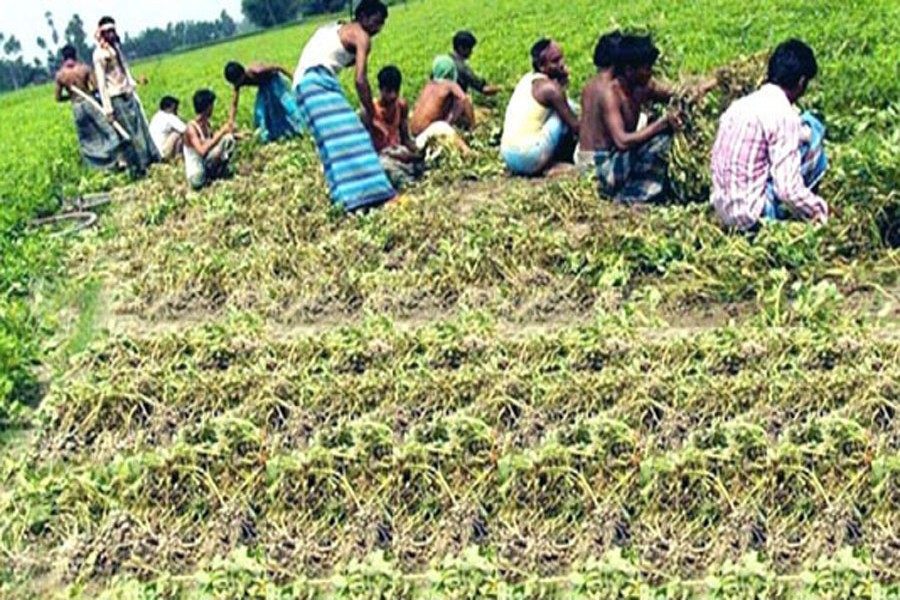 Farmers harvesting groundnut from a land in Rangpur on Saturday — BSS Photo