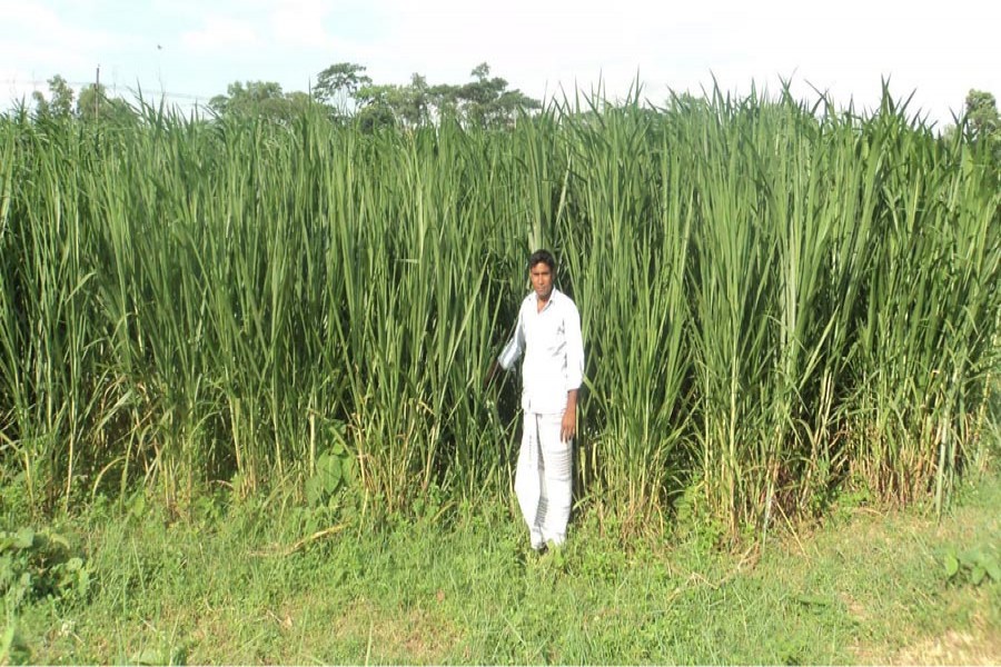 A farmer taking care of his Pungchu grass field in Sherpur upazila of Bogura on Saturday — FE Photo