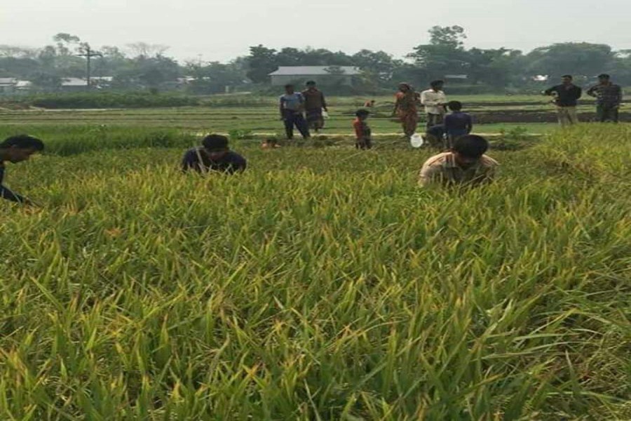 Farmers weeding a T-Aman plot in Golapganj upazila of Sylhet on Wednesday — FE Photo