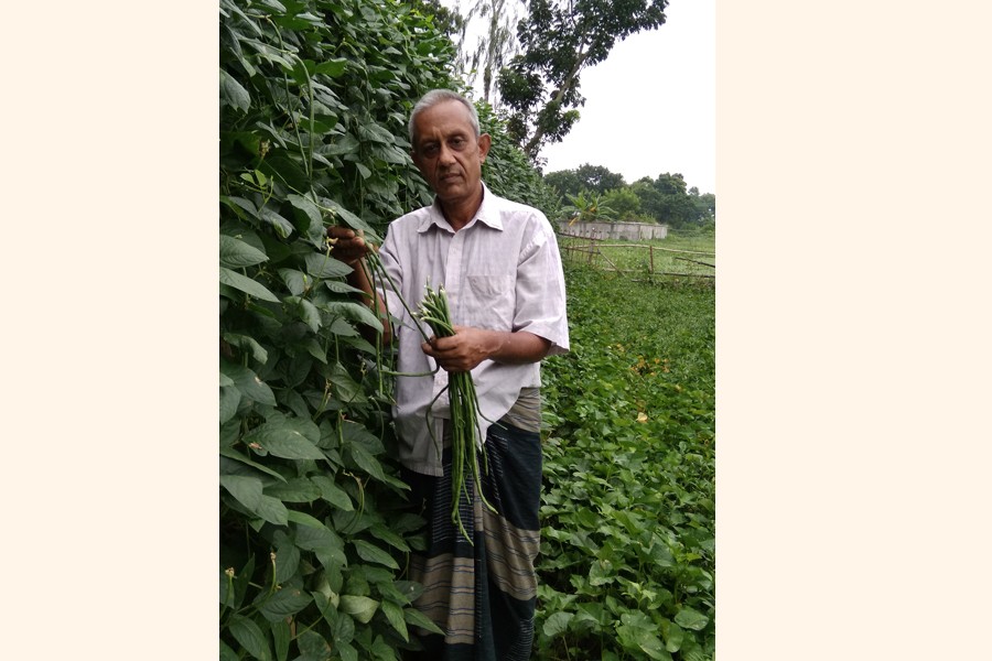 A farmer harvesting snake bean from his field at Khatra of Borashi union under Gopalganj Sadar on Thursday — FE Photo