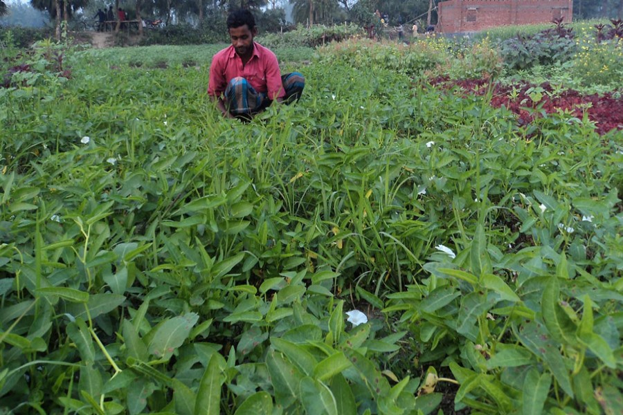 A farmer weeding his water spinach land in Akkelpur upazila of Joypurhat on Monday — FE Photo