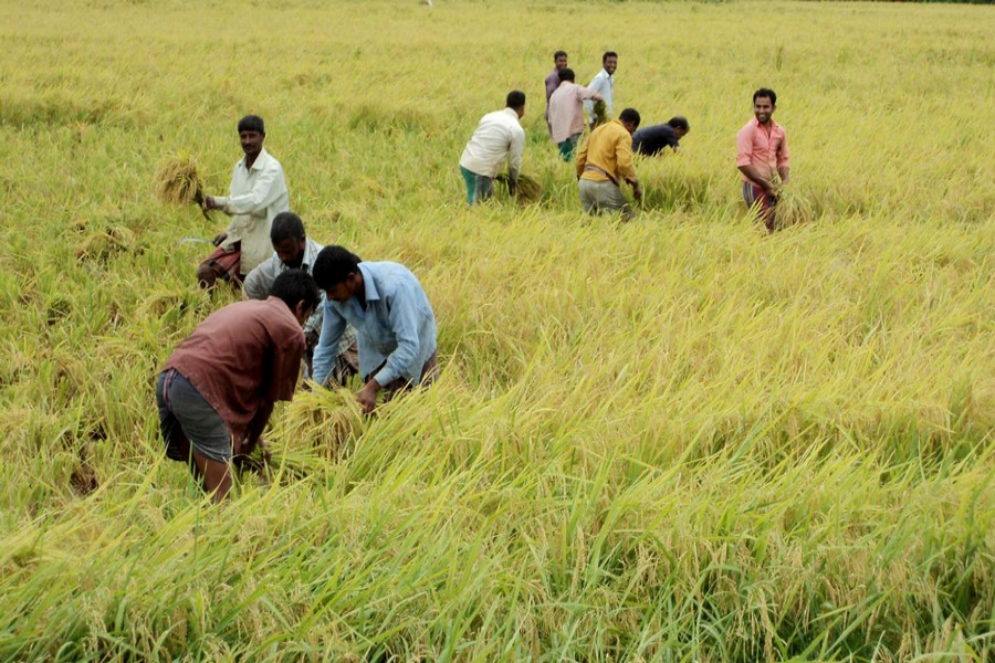 Farm labourers harvesting Parija paddy in a field of Golagari village under Sherpur upazila of Bogura on Tuesday — FE Photo