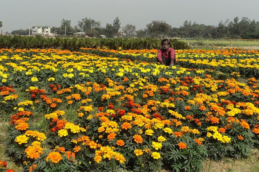 A view of a marigold flower field in Mohasthan village under Shibganj upazila of Bogura — FE Photo