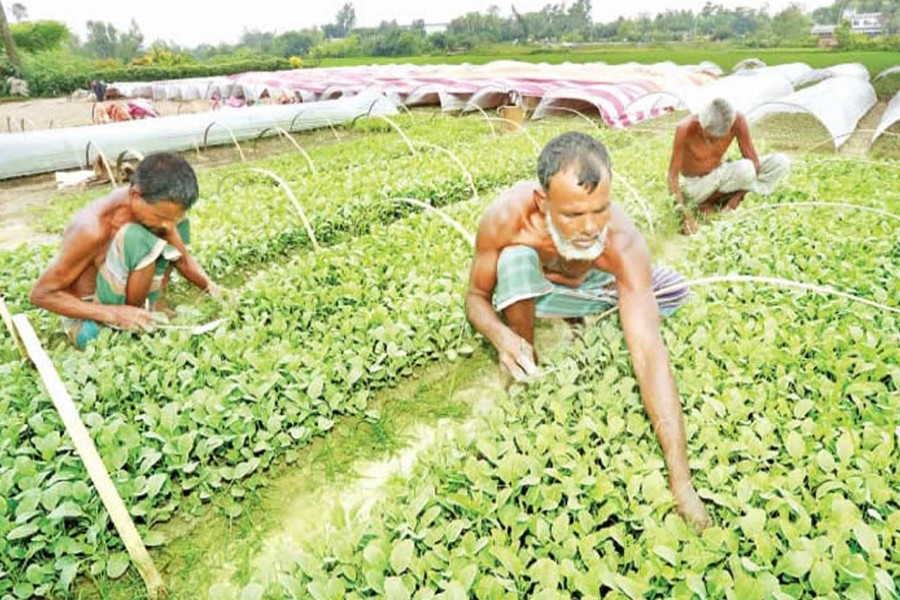 Farmers taking care of cauliflower saplings in a field of Bogura on Sunday — FE Photo