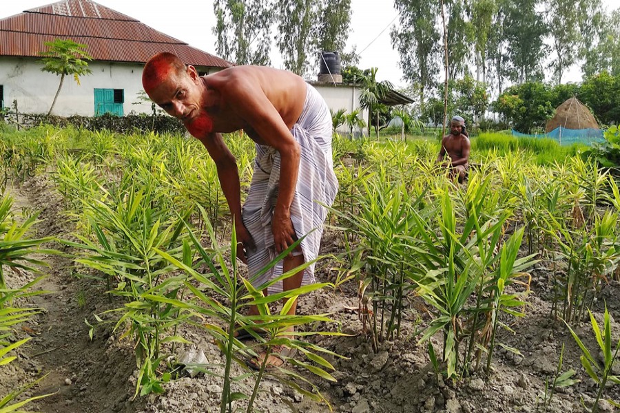 Farmers taking care of a ginger field in Sukhangari village under Dupchanchia upazila of Bogura on Wednesday — FE Photo