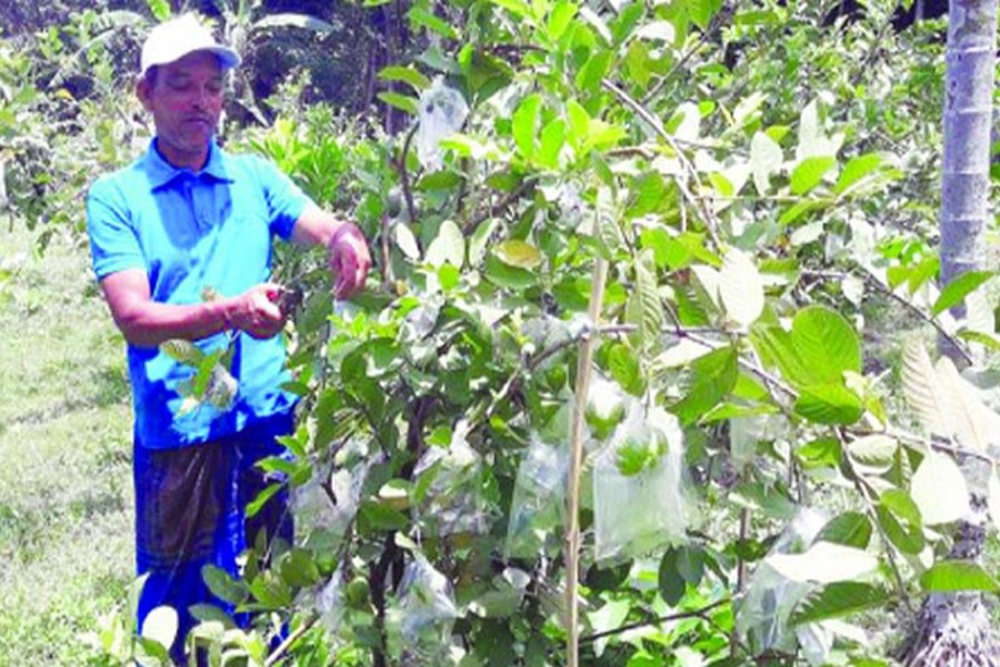 A guava grower working in his orchard in Betgari village under Raninagar upazila of Naogaon on Wednesday — FE Photo