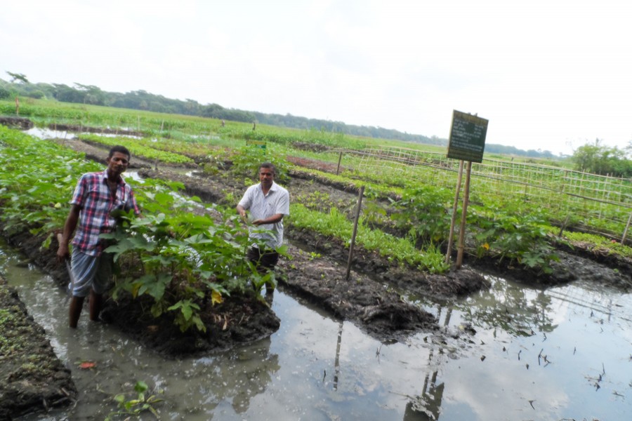 A couple of farmers taking care of their vegetable plants on floating beds in Gobra village under Gopalganj Sadar on Tuesday — FE Photo