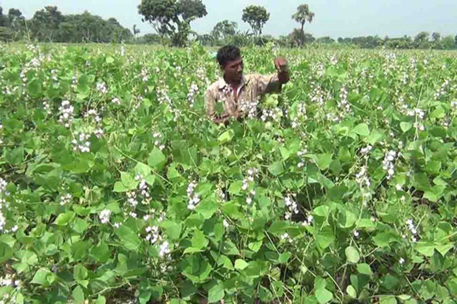 A farmer taking care of his bean field in Naogaon Sadar on Wednesday — FE Photo