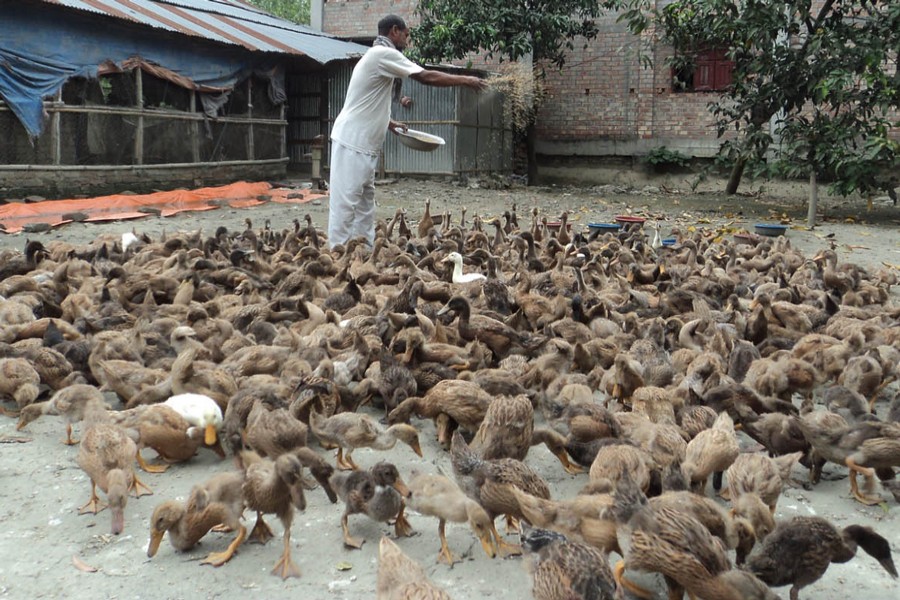 A rearer feeding his ducks at his farm in Akkelpur upazila of Joypurhat on Monday — FE Photo