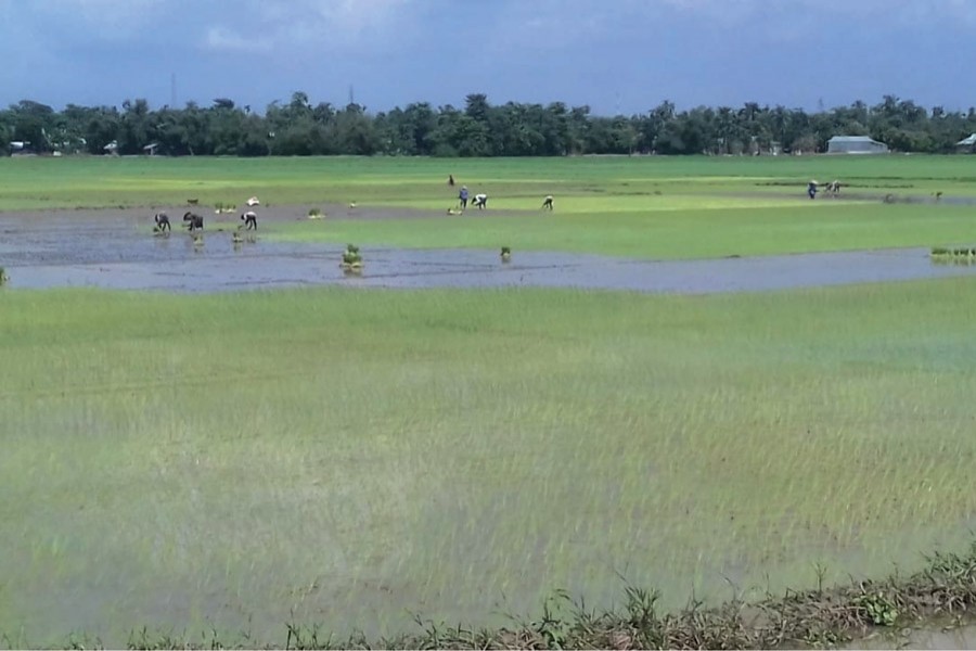 Farmers transplanting T-Aman paddy seedlings on a field in Tahirpur upazila of Sunamganj on Wednesday — FE Photo