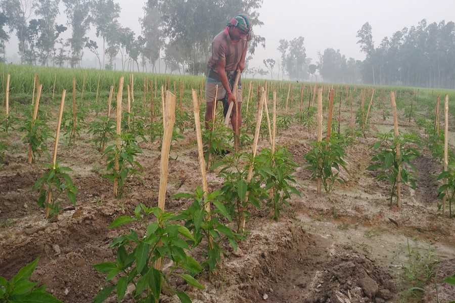 A farmer taking care of a chilli field in Gunaher village under Dupchanchia upazila of Bogura on Thursday — FE Photo