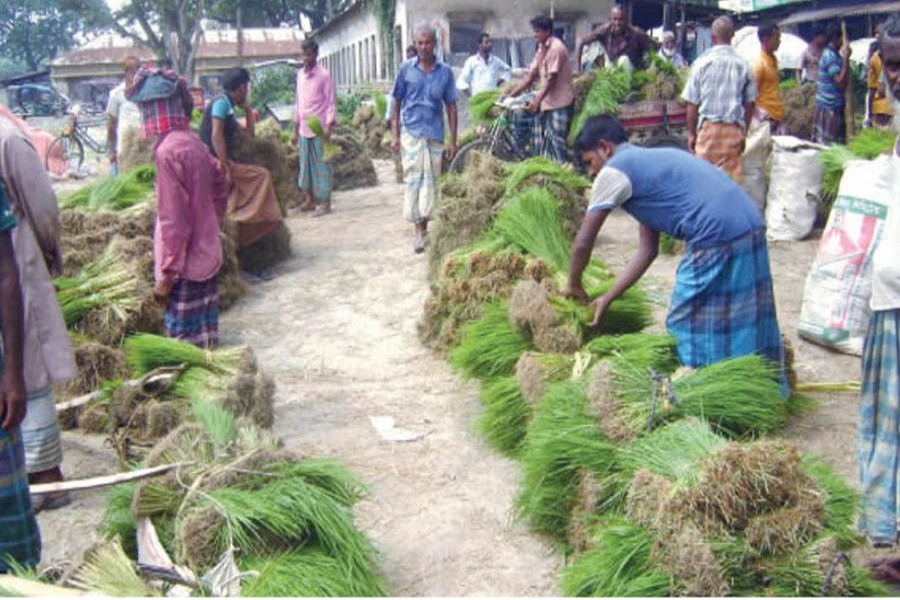 A view of a seedling wholesale market in Sariakandi of Bogura — FE Photo