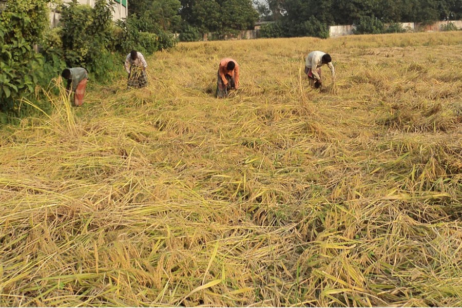 Cultivators harvesting BRRI-62 paddy from a field in Joypurhat on Sunday — FE Photo