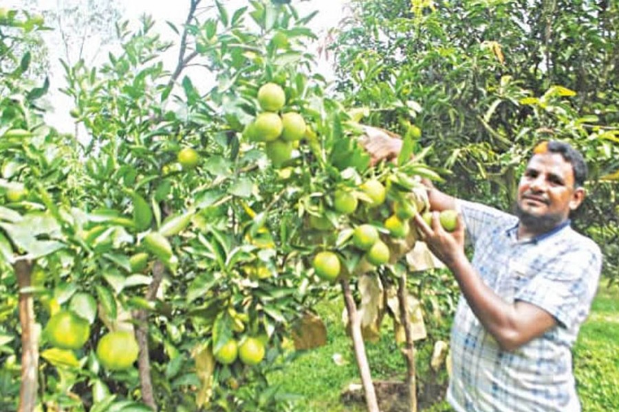 A satisfied malta grower showing the bumper production of the juicy fruit at his orchard on Monday — FE Photo