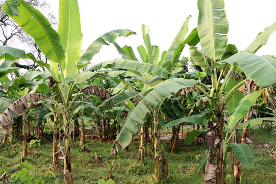 A view of a banana orchard in Rajshahi — FE Photo