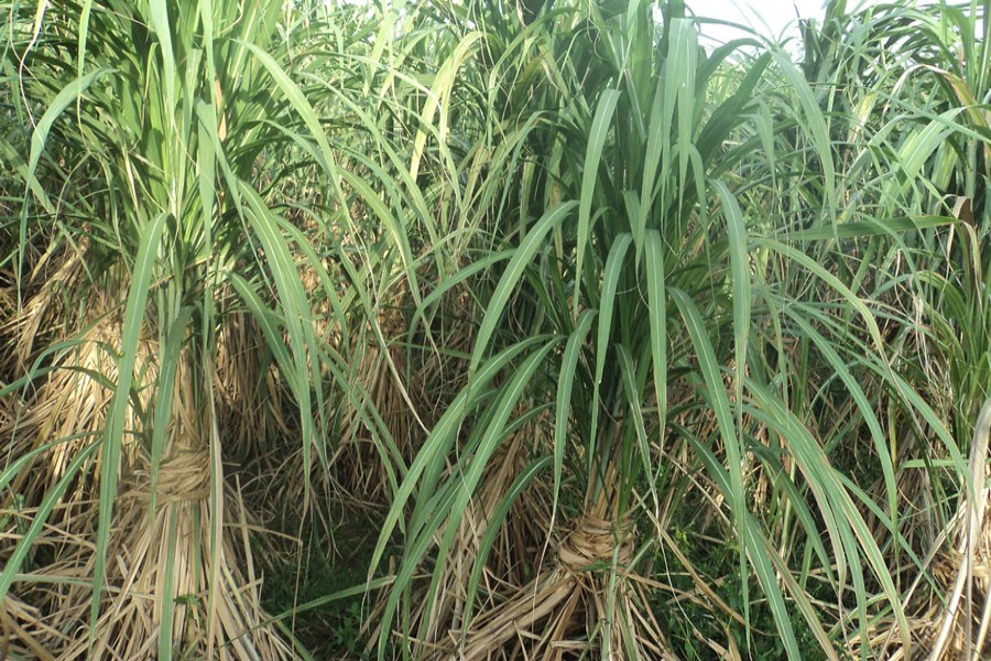 A view of a sugarcane field in Joypurhat Sugar Mill area — FE Photo